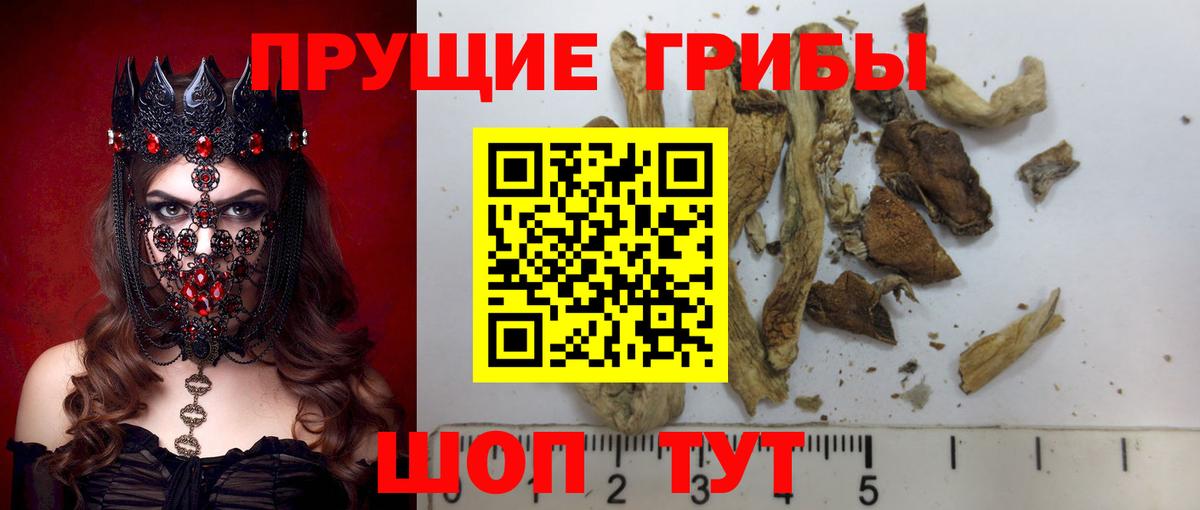 Галлюциногенные грибы Psilocybe Димитровград